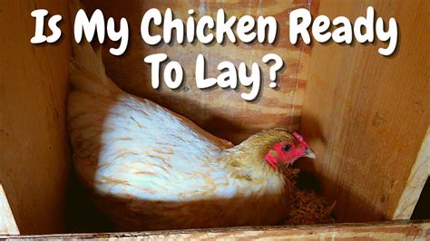 When Is My Hen Going To Lay An Egg How To Tell When A Hen Will Start