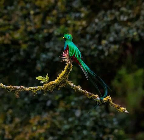 Meet The Quetzal Guatemala Currency Facts For Visitors And Expats