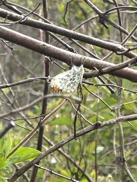 Falcate Orangetip From Wayne National Forest Newport Oh Us On April