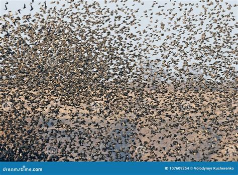 A huge flock of starlings stock photo. Image of birds - 107609254