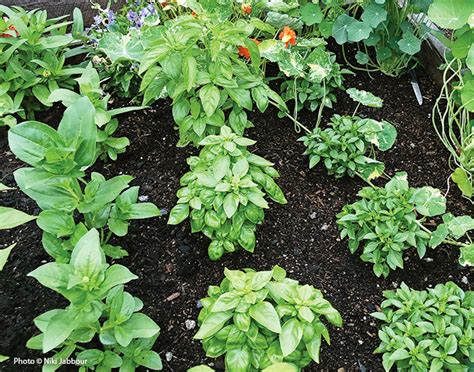 How To Grow Basil Garden Gate