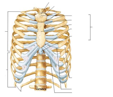 Thorax Diagram | Quizlet