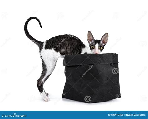 Amazing Black Bicolor Cornish Rex Cat On White Background Stock Photo