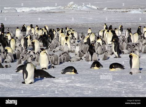 Emperor penguin colony hi-res stock photography and images - Alamy