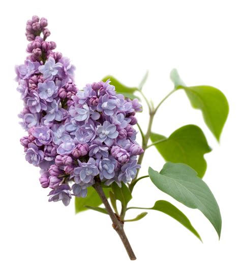 Lilac Absolute — Sunrise Botanics