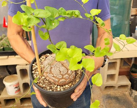 Dioscorea Elephantipes Etsy