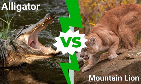 Texas Showdown Who Is Victorious In An Alligator Vs Mountain Lion