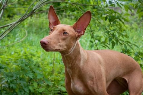 19 Dogs With Long Ears The Best Long Eared Dogs