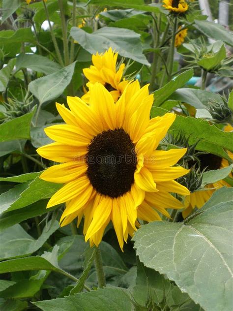 Sunflower Helianthus Annuus Stock Image Image Of Blooming Flora