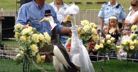 Australia Has An Annual Duck Fashion Show And Now I Want To Go