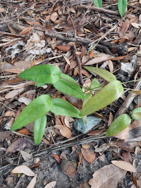 Sweet Sarsaparilla From Alexandra Headland QLD 4572 Australia On