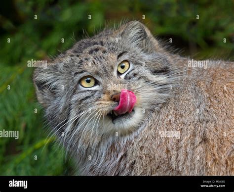 Pallas S Cat Otocolobus Manul Stock Photo Alamy