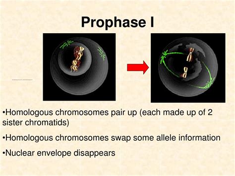 Ppt How Cells Divide Powerpoint Presentation Free Download Id 5738928