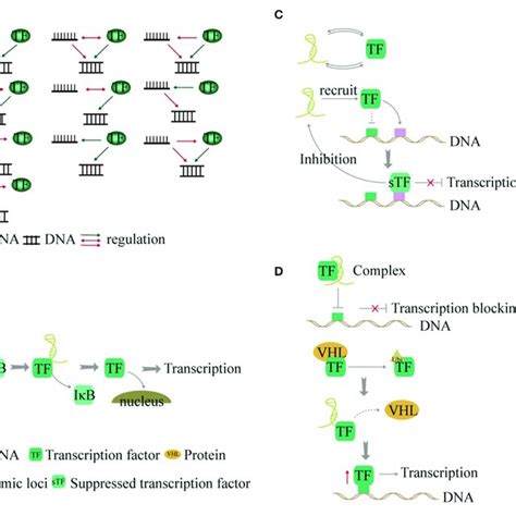 Interaction Between Chromatin Remodeling And Transcription Factors