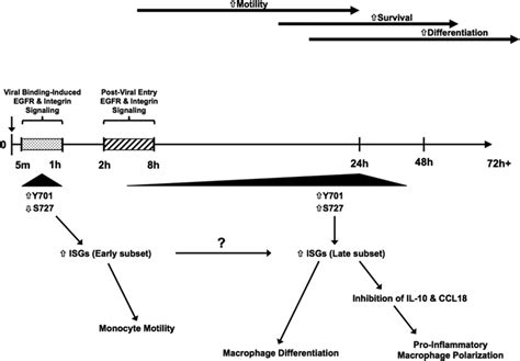 Our Model Of STAT1 S Role In The Regulation Of Gene Expression And