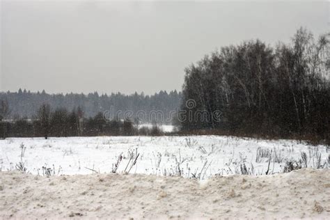 Dull Winter Landscape Stock Image Image Of Forest Blizzard