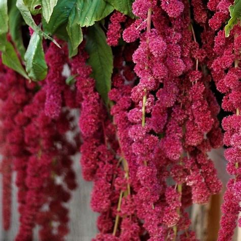 Hanging Red Amaranthus L Florabundance Wholesale Flowers