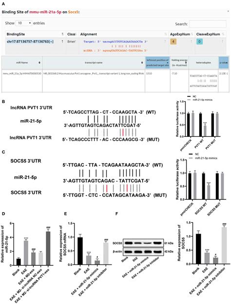 Lncrna Pvt Competitively Binds To Mir P And Upregulates Socs