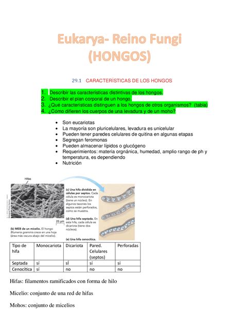 Reino Fungi Dominio Eukarya Apuntes De Biología Docsity