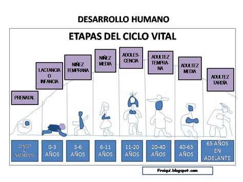 2 Etapas Del Ciclo Vital Ppt Gambaran