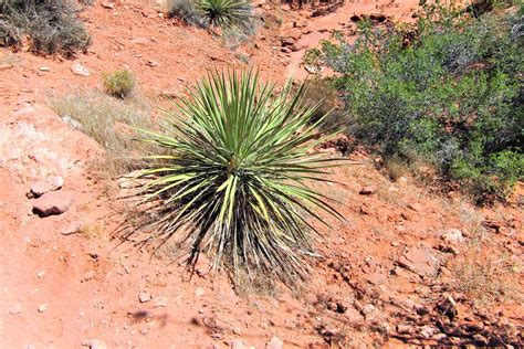 Yucca Sp 1628 On The Anasazi Puebloan Trail At The R Flickr