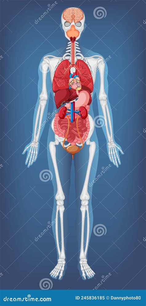 Anatomical Structure Of The Abdominal Organs Spleen Liver