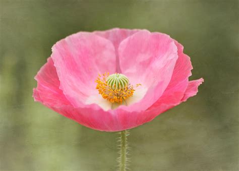 Pink Poppy Flower Photograph by Kim Hojnacki