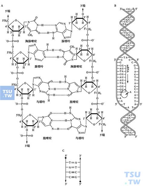 Dna的结构简图 千图网