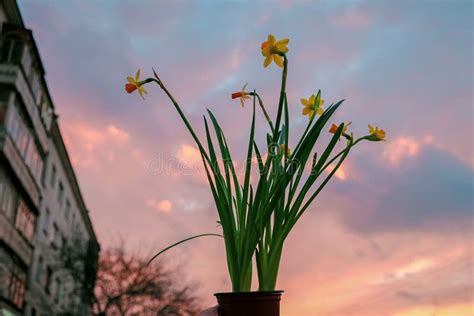 Pretty Yellow Flower At Sunset Light Background Stock Image Image Of