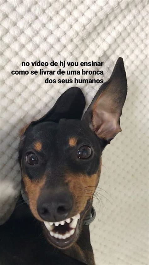 Como Se Livrar De Uma Bronca Tutorial Infal Vel Para Cachorros