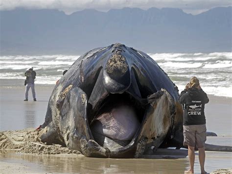 Whale Carcass Washes Up In South Africa - Business Insider