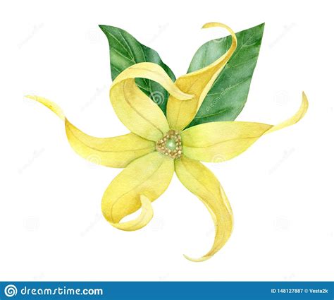 Colecci N Del Ylang Del Ylang De La Acuarela Imagen De Archivo Imagen