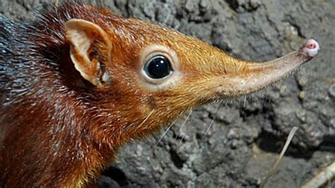 Descubre Los Mam Feros M S Peque Os Del Mundo La Neta Neta