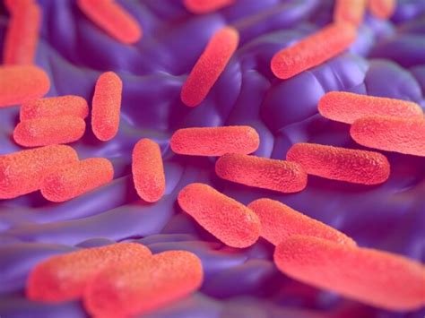 Escherichia Coli O157h7 Heat Inactivated The Native Antigen Company