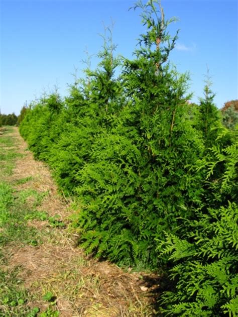 Thuja x | 'Green Giant' | Evans Nursery