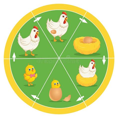 Ciclo De Vida De Un Pollo Ilustraci N Del Vector Ilustraci N De Pollo