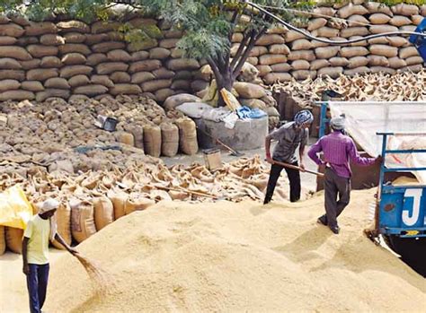 More Than 2 Lakh Quintals Of Paddy Reached City Mandi No Payment Even