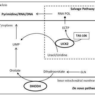 Inhibition Of Dld Cells With Tas And Rescue Effect With Uridine