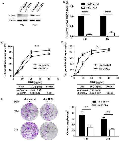 Cip2a Depletion Potentiates The Chemosensitivity Of Cisplatin By