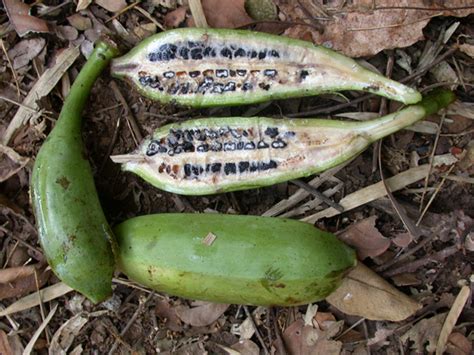 Wild Bananas Around Chiang Mai Dokmai Dogma