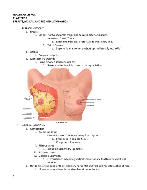 Breasts Axillae And Regional Lymphatics Bor Health