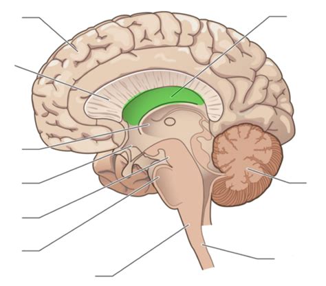 Must Know Brain Anatomy Flashcards Quizlet