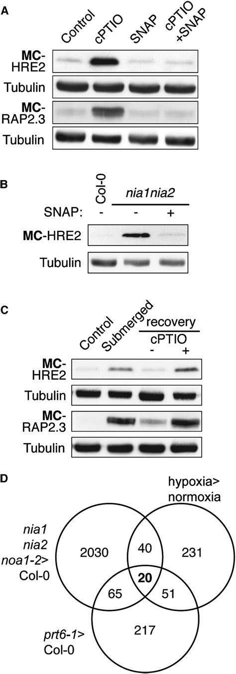 Nitric Oxide Sensing In Plants Is Mediated By Proteolytic Control Of