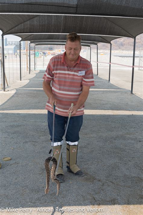 African Reptiles and Venom - Venom extraction from Cape cobras done