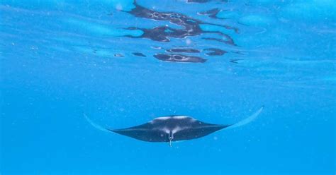 Giant Oceanic Manta Ray Animalbehaviorcorner