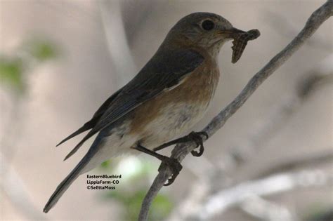 Natural nesting bluebirds - Birds and Blooms