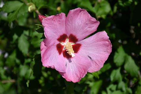 Aphrodite Rose Of Sharon Hibiscus Syriacus Aphrodite In Long Island