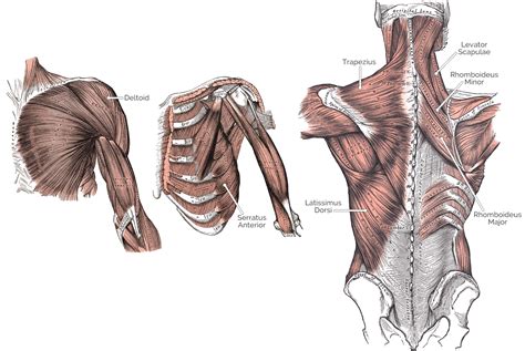 Shoulder Flexion Muscles