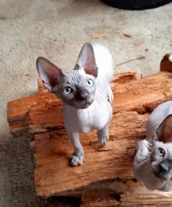 Naked Beauty Sphynx Registered Sphynx Breeder