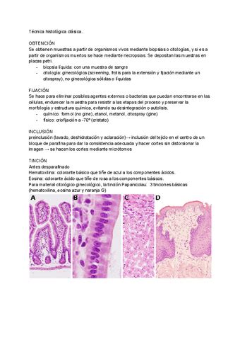 Seminario III Y IV Citologia E Histologia Pdf